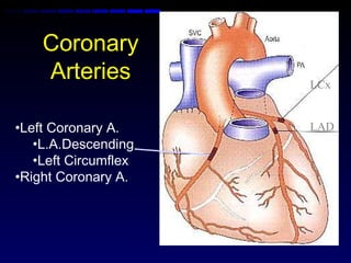 Coronary
Arteries
•Left Coronary A.
•L.A.Descending
•Left Circumflex
•Right Coronary A.
LCx
LAD
 