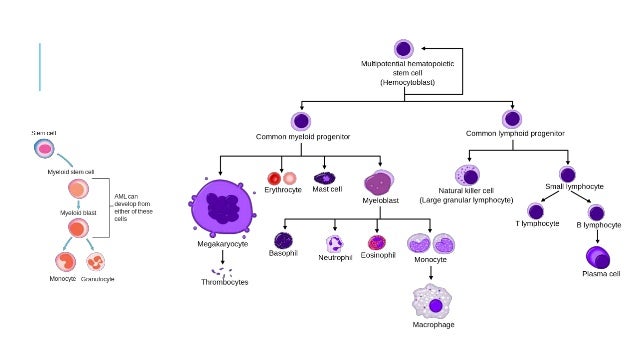 [diagram] Practical Acute Myeloid Leukemia Diagram Mydiagram Online