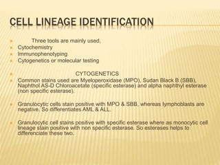CELL LINEAGE IDENTIFICATION
 Three tools are mainly used,
 Cytochemistry
 Immunophenotyping
 Cytogenetics or molecular testing
 CYTOGENETICS
 Common stains used are Myeloperoxidase (MPO), Sudan Black B (SBB),
Naphthol AS-D Chloroacetate (specific esterase) and alpha naphthyl esterase
(non specific esterase).
 Granulocytic cells stain positive with MPO & SBB, whereas lymphoblasts are
negative. So differentiates AML & ALL.
 Granulocytic cell stains positive with specific esterase where as monocytic cell
lineage stain positive with non specific esterase. So esterases helps to
differenciate these two.
 