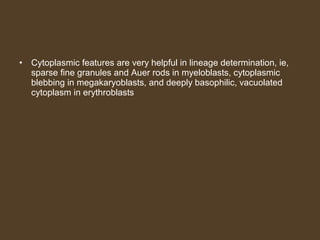 • Cytoplasmic features are very helpful in lineage determination, ie, 
sparse fine granules and Auer rods in myeloblasts, cytoplasmic 
blebbing in megakaryoblasts, and deeply basophilic, vacuolated 
cytoplasm in erythroblasts 
 