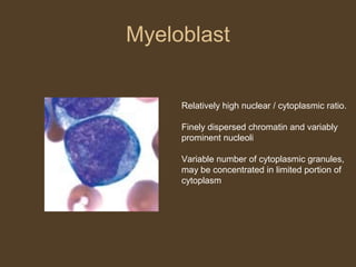 Myeloblast 
Relatively high nuclear / cytoplasmic ratio. 
Finely dispersed chromatin and variably 
prominent nucleoli 
Variable number of cytoplasmic granules, 
may be concentrated in limited portion of 
cytoplasm 
 