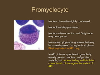 Promyelocyte 
Nuclear chromatin slightly condensed; 
Nucleoli variably prominent; 
Nucleus often eccentric, and Golgi zone 
may be apparent 
Numerous cytoplasmic granules that may 
be more dispersed throughout cytoplasm 
Blast equivalent in APL only 
In APL, intense cytoplasmic granularity 
usually present .Nuclear configuration 
variable, but nuclear folding and lobulation 
characteristic of microgranular variant of 
APL 
 