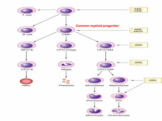 Common myeloid progenitor 
 