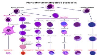 ACUTE MYELOID LEUKEMIA IN CHILDREN- Etiology, Diagnosis and Management ...