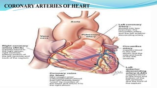 CORONARYARTERIES OF HEART
 