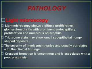 Light microscopy
 Light microscopy shows a diffuse proliferative
glomerulonephritis with prominent endocapillary
proliferation and numerous neutrophils.
 Trichrome stain may show small subepithelial hump-
shaped deposits.
 The severity of involvement varies and usually correlates
with the clinical findings.
 Crescent formation is uncommon and is associated with a
poor prognosis.
 