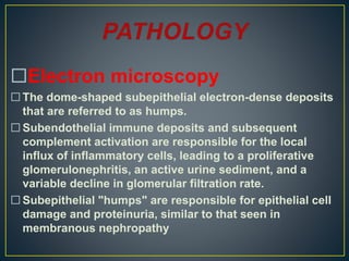 Electron microscopy
 The dome-shaped subepithelial electron-dense deposits
that are referred to as humps.
 Subendothelial immune deposits and subsequent
complement activation are responsible for the local
influx of inflammatory cells, leading to a proliferative
glomerulonephritis, an active urine sediment, and a
variable decline in glomerular filtration rate.
 Subepithelial "humps" are responsible for epithelial cell
damage and proteinuria, similar to that seen in
membranous nephropathy
 