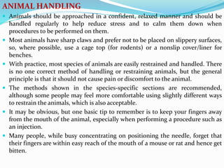 ANIMAL HANDLING
 Animals should be approached in a confident, relaxed manner and should be
handled regularly to help reduce stress and to calm them down when
procedures to be performed on them.
 Most animals have sharp claws and prefer not to be placed on slippery surfaces,
so, where possible, use a cage top (for rodents) or a nonslip cover/liner for
benches.
 With practice, most species of animals are easily restrained and handled. There
is no one correct method of handling or restraining animals, but the general
principle is that it should not cause pain or discomfort to the animal.
 The methods shown in the species-specific sections are recommended,
although some people may feel more comfortable using slightly different ways
to restrain the animals, which is also acceptable.
 It may be obvious, but one basic tip to remember is to keep your fingers away
from the mouth of the animal, especially when performing a procedure such as
an injection.
 Many people, while busy concentrating on positioning the needle, forget that
their fingers are within easy reach of the mouth of a mouse or rat and hence get
bitten.
 