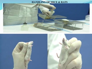 HANDLING OF MICE & RATS
 