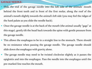 GAVAGE NEEDLE:
 Slide the end of the gavage needle into the left side of the animals’ mouth
behind the front teeth and in front of the first molar, along the roof of the
animal’s mouth slightly towards the animal’s left side (you may feel the ridges of
the hard palate as you slide the needle back).
 Once the gavage needle is at the back of the mouth (the animal usually “gags” at
this stage), gently tilt the head back towards the spine with gentle pressure from
the gavage needle.
 This allows the esophagus to be in a straight line to the stomach. There should
be no resistance when passing the gavage needle. The gavage needle should
slide down the esophagus with gravity alone.
 The gavage needle may need to be twisted clockwise slightly as it passes the
epiglottis and into the esophagus. Pass the needle into the esophagus until the
pre‐marked line reaches the mouth.
 