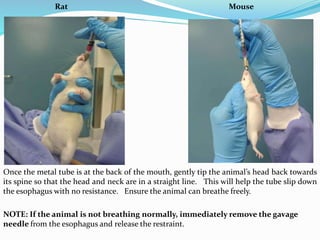 Rat Mouse
Once the metal tube is at the back of the mouth, gently tip the animal’s head back towards
its spine so that the head and neck are in a straight line. This will help the tube slip down
the esophagus with no resistance. Ensure the animal can breathe freely.
NOTE: If the animal is not breathing normally, immediately remove the gavage
needle from the esophagus and release the restraint.
 