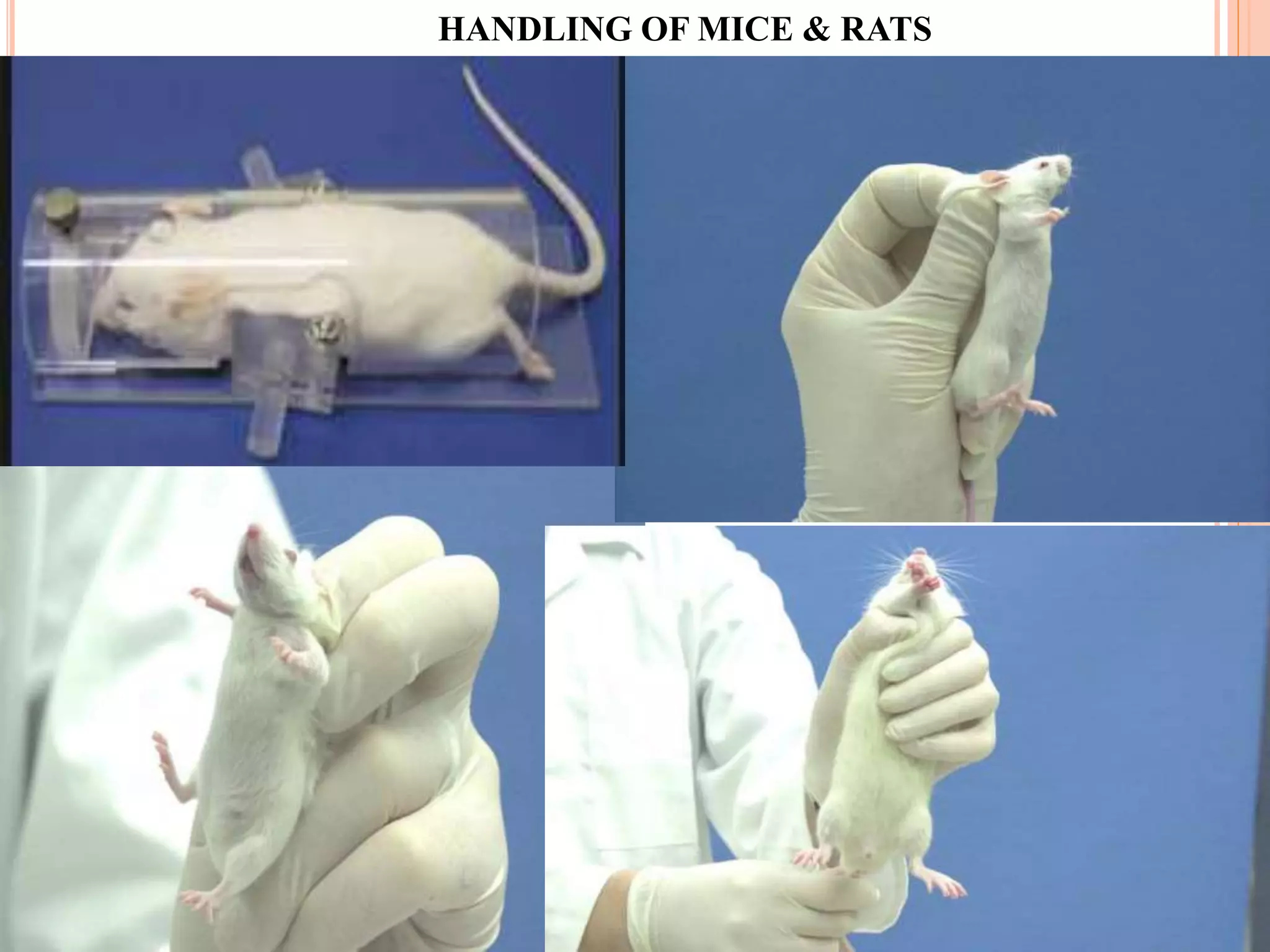 HANDLING OF MICE & RATS
 
