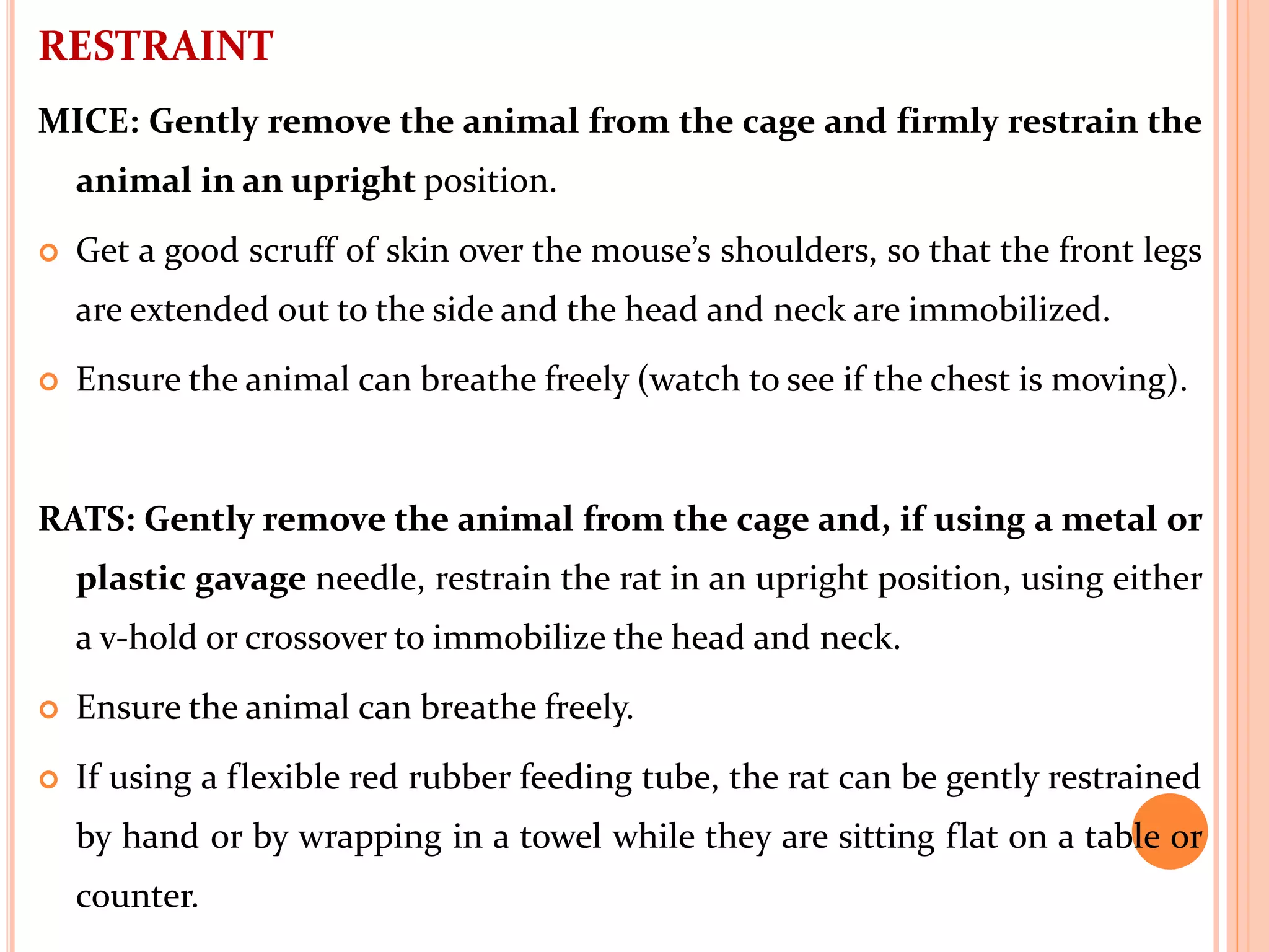 RESTRAINT
MICE: Gently remove the animal from the cage and firmly restrain the
animal in an upright position.
 Get a good scruff of skin over the mouse’s shoulders, so that the front legs
are extended out to the side and the head and neck are immobilized.
 Ensure the animal can breathe freely (watch to see if the chest is moving).
RATS: Gently remove the animal from the cage and, if using a metal or
plastic gavage needle, restrain the rat in an upright position, using either
a v‐hold or crossover to immobilize the head and neck.
 Ensure the animal can breathe freely.
 If using a flexible red rubber feeding tube, the rat can be gently restrained
by hand or by wrapping in a towel while they are sitting flat on a table or
counter.
 