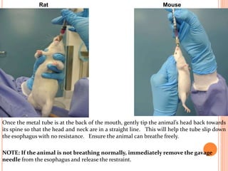 Rat Mouse
Once the metal tube is at the back of the mouth, gently tip the animal’s head back towards
its spine so that the head and neck are in a straight line. This will help the tube slip down
the esophagus with no resistance. Ensure the animal can breathe freely.
NOTE: If the animal is not breathing normally, immediately remove the gavage
needle from the esophagus and release the restraint.
 