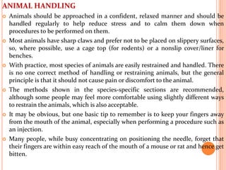 ANIMAL HANDLING
 Animals should be approached in a confident, relaxed manner and should be
handled regularly to help reduce stress and to calm them down when
procedures to be performed on them.
 Most animals have sharp claws and prefer not to be placed on slippery surfaces,
so, where possible, use a cage top (for rodents) or a nonslip cover/liner for
benches.
 With practice, most species of animals are easily restrained and handled. There
is no one correct method of handling or restraining animals, but the general
principle is that it should not cause pain or discomfort to the animal.
 The methods shown in the species-specific sections are recommended,
although some people may feel more comfortable using slightly different ways
to restrain the animals, which is also acceptable.
 It may be obvious, but one basic tip to remember is to keep your fingers away
from the mouth of the animal, especially when performing a procedure such as
an injection.
 Many people, while busy concentrating on positioning the needle, forget that
their fingers are within easy reach of the mouth of a mouse or rat and hence get
bitten.
 