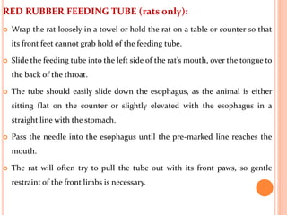 RED RUBBER FEEDING TUBE (rats only):
 Wrap the rat loosely in a towel or hold the rat on a table or counter so that
its front feet cannot grab hold of the feeding tube.
 Slide the feeding tube into the left side of the rat’s mouth, over the tongue to
the back of the throat.
 The tube should easily slide down the esophagus, as the animal is either
sitting flat on the counter or slightly elevated with the esophagus in a
straight line with the stomach.
 Pass the needle into the esophagus until the pre‐marked line reaches the
mouth.
 The rat will often try to pull the tube out with its front paws, so gentle
restraint of the front limbs is necessary.
 