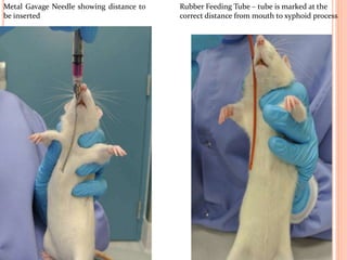 Metal Gavage Needle showing distance to
be inserted
Rubber Feeding Tube – tube is marked at the
correct distance from mouth to xyphoid process
 