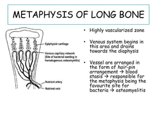 • Highly vascularized zone
• Venous system begins in
this area and drains
towards the diaphysis
• Vessel are arranged in
the form of hair-pin
arrangement  blood
stasis  responsible for
the metaphysis being the
favourite site for
bacteria  osteomyelitis
METAPHYSIS OF LONG BONE
 