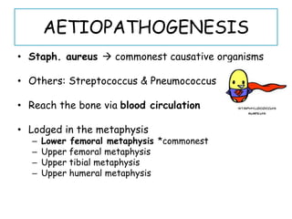 AETIOPATHOGENESIS
• Staph. aureus  commonest causative organisms
• Others: Streptococcus & Pneumococcus
• Reach the bone via blood circulation
• Lodged in the metaphysis
– Lower femoral metaphysis *commonest
– Upper femoral metaphysis
– Upper tibial metaphysis
– Upper humeral metaphysis
 