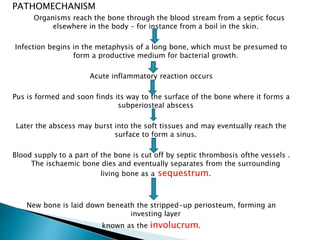 PATHOMECHANISM
Organisms reach the bone through the blood stream from a septic focus
elsewhere in the body – for instance from a boil in the skin.
Infection begins in the metaphysis of a long bone, which must be presumed to
form a productive medium for bacterial growth.
Acute inflammatory reaction occurs
Pus is formed and soon finds its way to the surface of the bone where it forms a
subperiosteal abscess
Later the abscess may burst into the soft tissues and may eventually reach the
surface to form a sinus.
Blood supply to a part of the bone is cut off by septic thrombosis ofthe vessels .
The ischaemic bone dies and eventually separates from the surrounding
living bone as a sequestrum.
New bone is laid down beneath the stripped-up periosteum, forming an
investing layer
known as the involucrum.
 