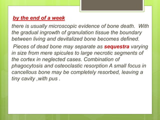by the end of a week
there is usually microscopic evidence of bone death. With
the gradual ingrowth of granulation tissue the boundary
between living and devitalized bone becomes defined.
Pieces of dead bone may separate as sequestra varying
in size from mere spicules to large necrotic segments of
the cortex in neglected cases. Combination of
phagocytosis and osteoclastic resorption A small focus in
cancellous bone may be completely resorbed, leaving a
tiny cavity ,with pus .
 