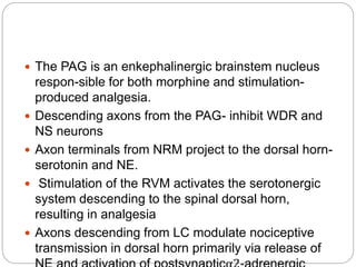  The PAG is an enkephalinergic brainstem nucleus
respon-sible for both morphine and stimulation-
produced analgesia.
 Descending axons from the PAG- inhibit WDR and
NS neurons
 Axon terminals from NRM project to the dorsal horn-
serotonin and NE.
 Stimulation of the RVM activates the serotonergic
system descending to the spinal dorsal horn,
resulting in analgesia
 Axons descending from LC modulate nociceptive
transmission in dorsal horn primarily via release of
 