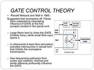 GATE CONTROL THEORY
 Ronald Melzack and Wall in 1965.
Suggested that nociceptive aff. Fibres
were subjected to modulating
influence of GATE at the first
synaptic contact in the spinal cord.
 Large fibers tend to close the GATE
(inhibits trans.) while small fibre input
opens it.
 In otherwords A-beta fibre stimulation
activates interneurons in dorsal horn
that inhibits the nociceptive
transmission.
 Also descending pathways from
cortex and midbrain, thermal and
tactile afferents profoundly influence
the GATE.
 