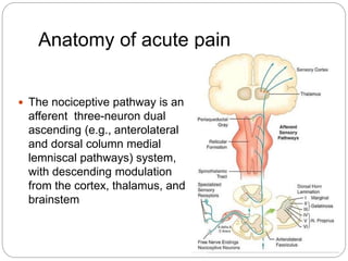 Anatomy of acute pain
 The nociceptive pathway is an
afferent three-neuron dual
ascending (e.g., anterolateral
and dorsal column medial
lemniscal pathways) system,
with descending modulation
from the cortex, thalamus, and
brainstem
 