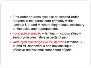  First-order neurons synapse on second-order
neurons in the dorsal horn primarily within
laminas I, II, and V, where they release excitatory
amino acids and neuropeptides
 nociceptive-specific – lamina I- noxious stimuli-
sensory-discriminative aspects of pain
 wide dynamic-range (WDR) neurons-laminae IV,
V, and VI -nonnoxious and noxious input -
affective-motivational component of pain
 