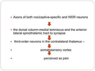  Axons of both nociceptive-specific and WDR neurons
 the dorsal column-medial lemniscus and the anterior
lateral spinothalamic tract to synapse
 third-order neurons in the contralateral thalamus –
 somatosensory cortex
 perceived as pain
 