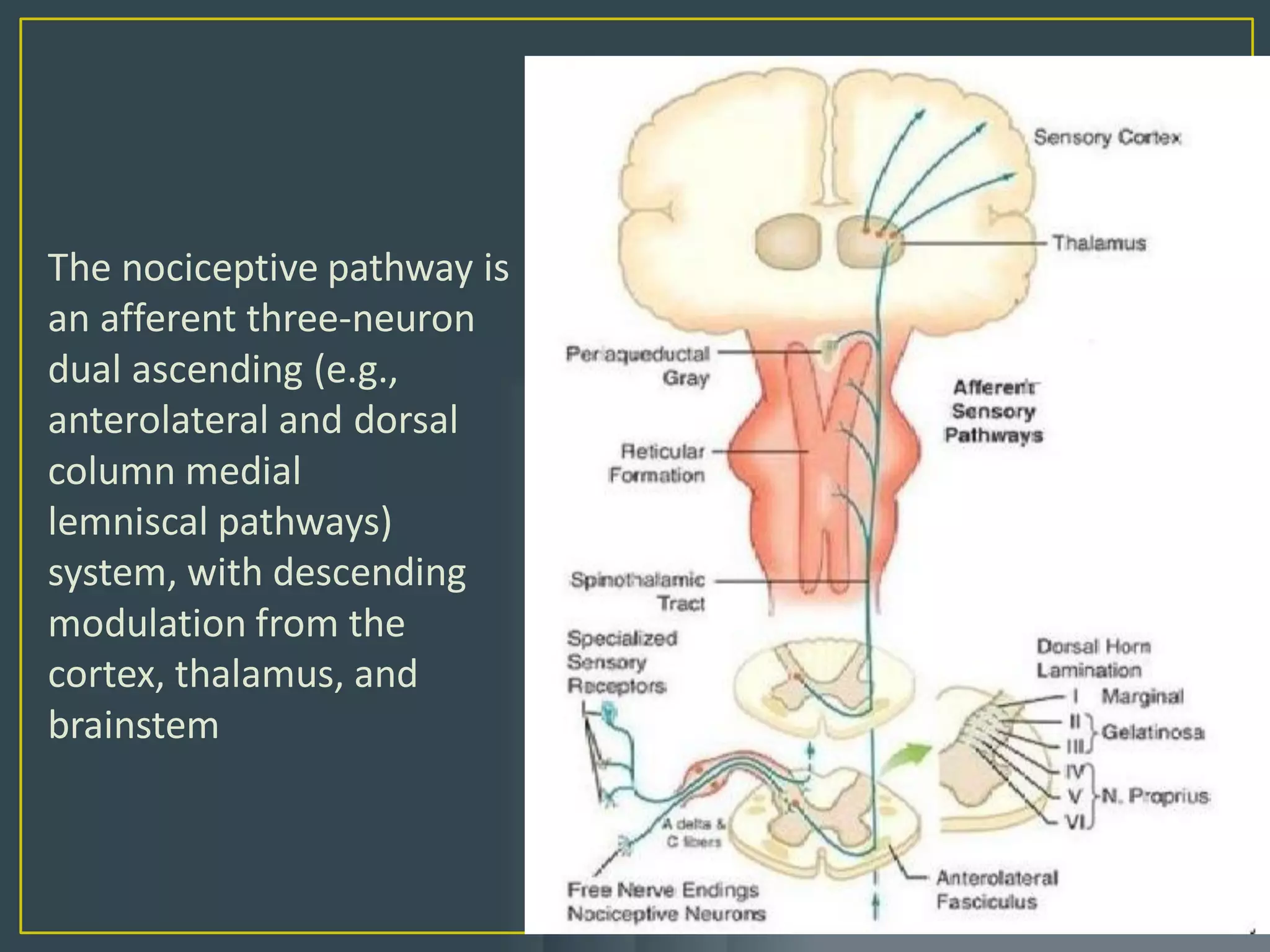 Acute pain 2020 | PDF
