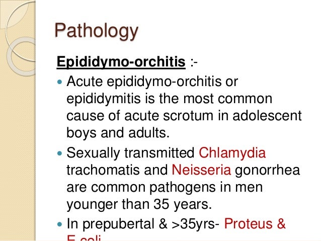 Acute painful scrotum