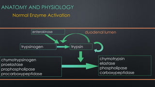 ANATOMY AND PHYSIOLOGY
trypsinogen trypsin
chymotrypsin
elastase
phospholipase
carboxypeptidase
enterokinase
chymotrypsinogen
proelastase
prophospholipase
procarboxypeptidase
duodenal lumen
Normal Enzyme Activation
 