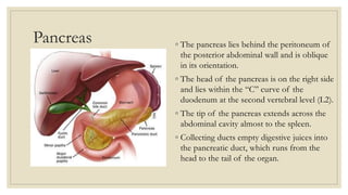 Pancreas ◦ The pancreas lies behind the peritoneum of
the posterior abdominal wall and is oblique
in its orientation.
◦ The head of the pancreas is on the right side
and lies within the “C” curve of the
duodenum at the second vertebral level (L2).
◦ The tip of the pancreas extends across the
abdominal cavity almost to the spleen.
◦ Collecting ducts empty digestive juices into
the pancreatic duct, which runs from the
head to the tail of the organ.
 