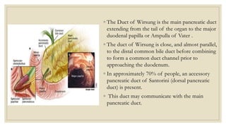 ◦ The Duct of Wirsung is the main pancreatic duct
extending from the tail of the organ to the major
duodenal papilla or Ampulla of Vater .
◦ The duct of Wirsung is close, and almost parallel,
to the distal common bile duct before combining
to form a common duct channel prior to
approaching the duodenum.
◦ In approximately 70% of people, an accessory
pancreatic duct of Santorini (dorsal pancreatic
duct) is present.
◦ This duct may communicate with the main
pancreatic duct.
 