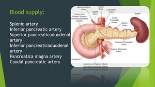 Blood supply:
Splenic artery
Inferior pancreatic artery
Superior pancreaticoduodenal
artery
Inferior pancreaticoduodenal
artery
Pancreatica magna artery
Caudal pancreatic artery
 