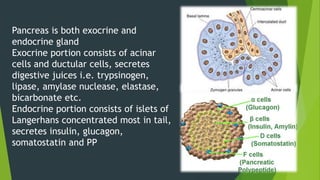 Pancreas is both exocrine and
endocrine gland
Exocrine portion consists of acinar
cells and ductular cells, secretes
digestive juices i.e. trypsinogen,
lipase, amylase nuclease, elastase,
bicarbonate etc.
Endocrine portion consists of islets of
Langerhans concentrated most in tail,
secretes insulin, glucagon,
somatostatin and PP
 