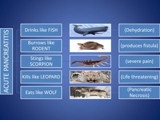 ACUTEPANCREATITIS
Drinks like FISH (Dehydration)
Burrows like
RODENT
(produces fistula)
Stings like
SCORPION
(severe pain)
Kills like LEOPARD (Life threatening)
Eats like WOLF
(Pancreatic
Necrosis)
 
