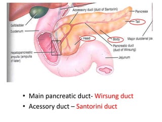• Main pancreatic duct- Wirsung duct
• Acessory duct – Santorini duct
 