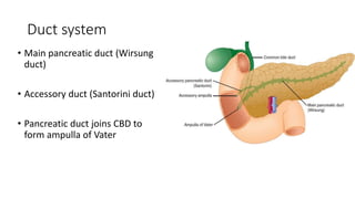 Duct system
• Main pancreatic duct (Wirsung
duct)
• Accessory duct (Santorini duct)
• Pancreatic duct joins CBD to
form ampulla of Vater
 