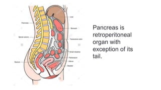 Pancreas is
retroperitoneal
organ with
exception of its
tail.
 