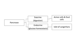 Pancrease
Exocrine
(digestion)
Acinar cells & Duct
cells
Endocrine
(glucose homeostasis)
Islet of Langerhans
 