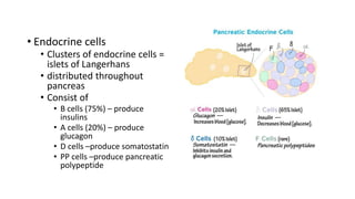 • Endocrine cells
• Clusters of endocrine cells =
islets of Langerhans
• distributed throughout
pancreas
• Consist of
• B cells (75%) – produce
insulins
• A cells (20%) – produce
glucagon
• D cells –produce somatostatin
• PP cells –produce pancreatic
polypeptide
 