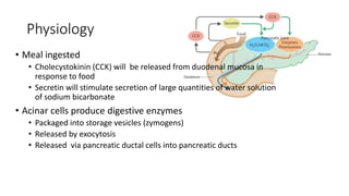 Physiology
• Meal ingested
• Cholecystokinin (CCK) will be released from duodenal mucosa in
response to food
• Secretin will stimulate secretion of large quantities of water solution
of sodium bicarbonate
• Acinar cells produce digestive enzymes
• Packaged into storage vesicles (zymogens)
• Released by exocytosis
• Released via pancreatic ductal cells into pancreatic ducts
 