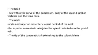 • The head
- lies within the curve of the duodenum, body of the second lumbar
vertebra and the vena cava.
• The neck
-aorta and superior mesenteric vessel behind of the neck
-the superior mesenteric vein joins the splenic vein to form the portal
vein.
• The tip of the pancreatic tail extends up to the splenic hilum
 