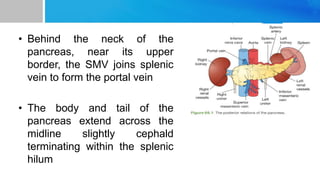 • Behind the neck of the
pancreas, near its upper
border, the SMV joins splenic
vein to form the portal vein
• The body and tail of the
pancreas extend across the
midline slightly cephald
terminating within the splenic
hilum
 