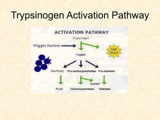 Trypsinogen Activation Pathway
 