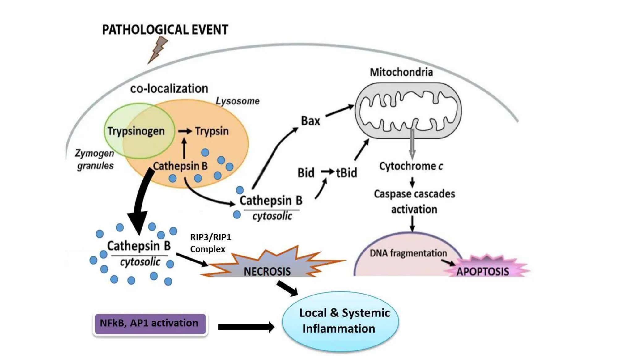 Etiology and Management of Acute Pancreatitis.pptx