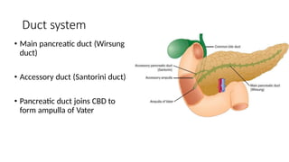 Duct system
• Main pancreatic duct (Wirsung
duct)
• Accessory duct (Santorini duct)
• Pancreatic duct joins CBD to
form ampulla of Vater
 