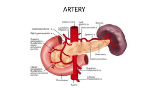 ARTERY
 